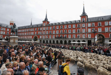 Oile au ocupat străzile din Madrid în drum spre păşunile de iarnă (VIDEO)