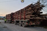 Și în 2022 s-a furat lemn în Maramureș: Sute de dosare penale și 40 persoane trimise în judecată
