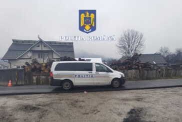 Mafia lemnului: Prejudiciu uriaș descoperit de polițiști în Maramureș și Bistrița-Năsăud