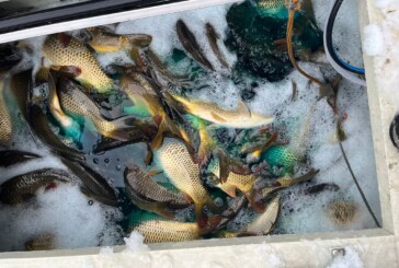 PENTRU PESCARI – Lacul Nistru, populat cu crap. Sezonul de pescuit se deschide oficial în 1 mai