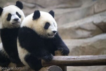 Doi panda giganţi chinezi vor rămâne în Franţa până în 2027