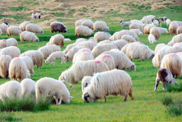 Prima Academie pentru ciobani din Bulgaria doreşte să prezerve rase autohtone de animale