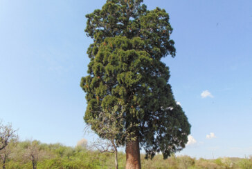 Arborele de Sequoia din Ardusat, un copac inedit al Maramureșului