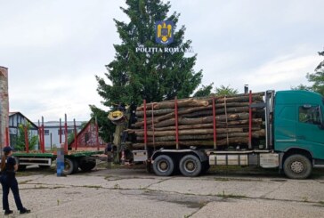 ÎN SĂLAJ – Maramureșean cu 20 mc de lemn fără acte, depistat de polițiști