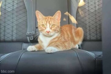 Marea Britanie: O pisică aventuroasă a călătorit 112 kilometri sărind în maşinile a doi necunoscuţi