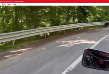 VIDEO ALTCEVA- Motocicliștii de la Zimbrii Sighetului, întâlnire cu ursul pe Transfăgărășan