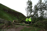 Marea Britanie: Un bărbat de 60 de ani a fost arestat după doborârea unui copac legendar