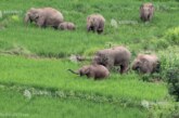 Eveniment rar: Alto, o femelă de elefant din Kenya, a născut gemeni