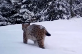 Cea mai mare și frumoasă felină din Europa, surprinsă în Munții Apuseni. Splendoare în zăpadă (VIDEO)